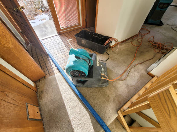 Best Mold removal after water damage  in Malmstrom Af, MT
