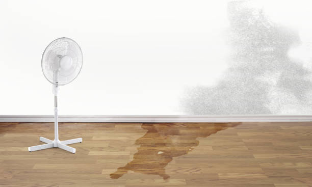 Best Water damage contractors near me  in Malmstrom Af, MT