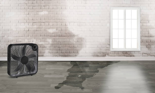 Best Basement water damage restoration  in Malmstrom Af, MT